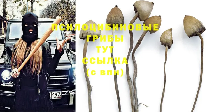 omg зеркало  площадка клад  Псилоцибиновые грибы Psilocybe  Верхняя Салда 